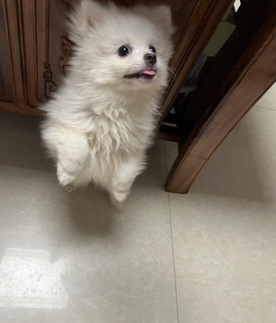 刚来家里的时候